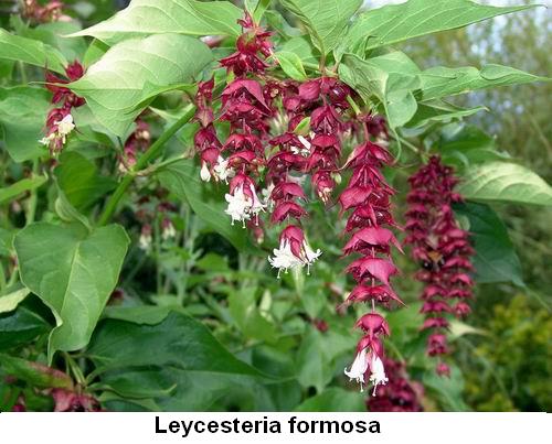 Leycesteria formosa.jpg
